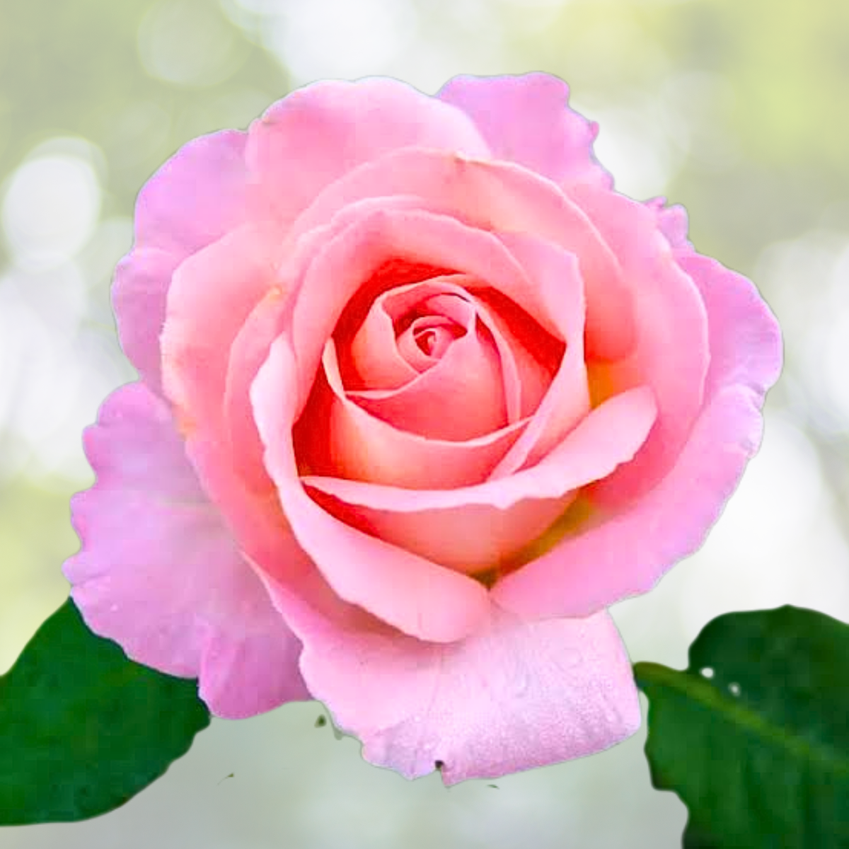 "20pcs Fall In Love Rose Seeds - Fast Germination, Easy Care, Perfect for Garden - Rosa spp."