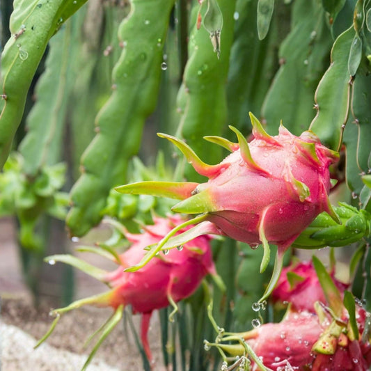 Dragon Fruit Cuttings 20-26 Inches Long, 5 Varieties, Hylocereus spp., Edible Cactus Plant Propagation