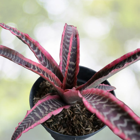 Cryptanthus Plant 5" Pot Elaine Variety - Unique Earth Star Plant Cryptanthus spp. Ideal for Indoor Gardening and Decor