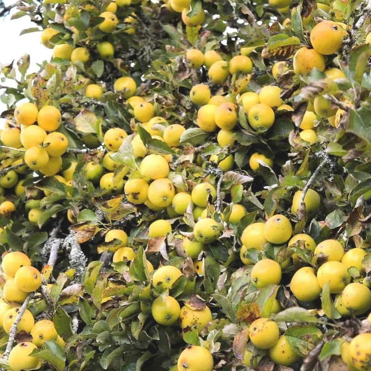Golden Delicious Apple Tree Cuttings - 6 Organic Scions for Rooting & Grafting - Malus domestica