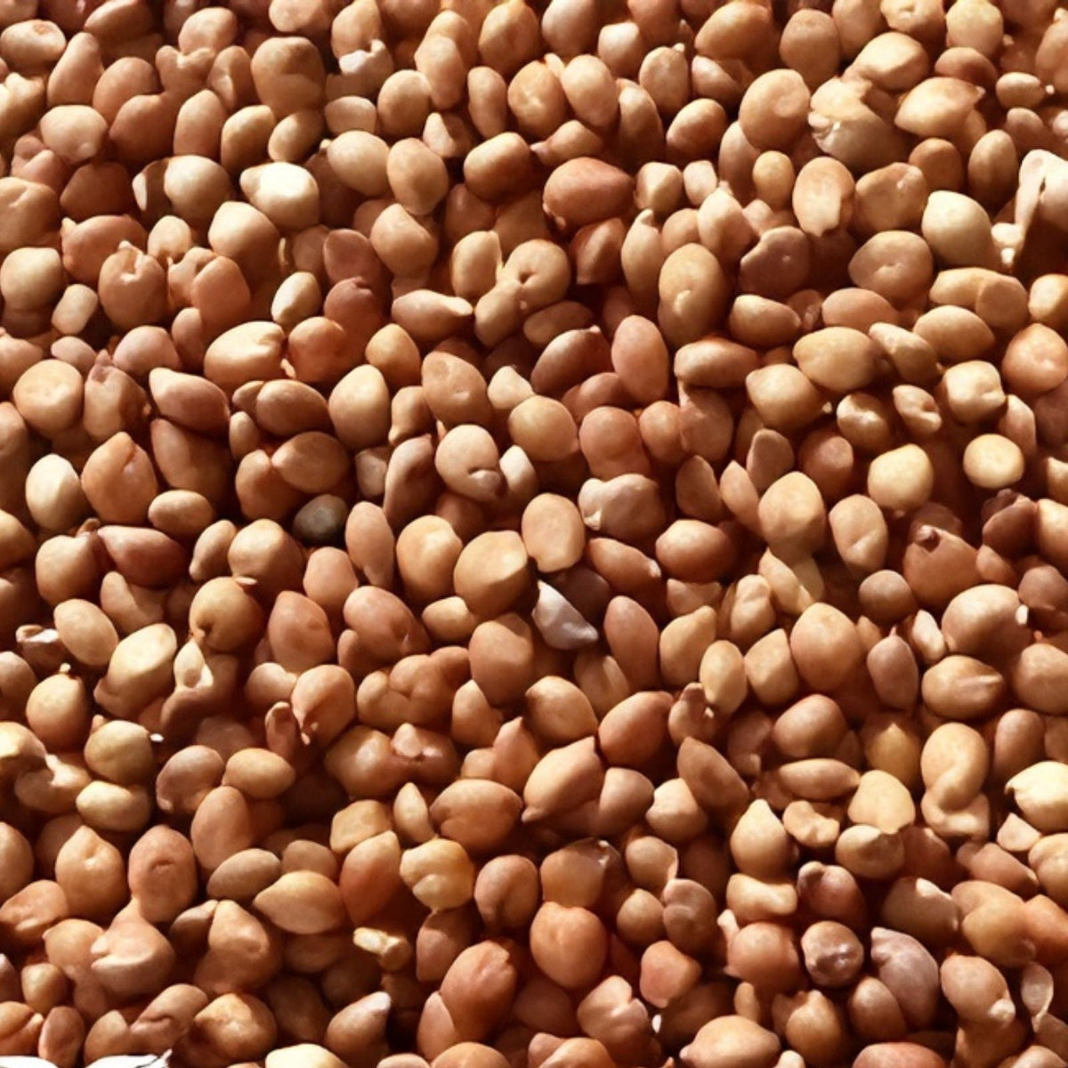 Egyptian Wheat Seeds for Planting - 10 Feet Tall Variety - Chicken Corn - Zea mays subsp. indurata