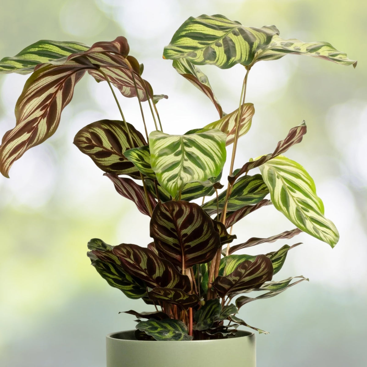 Calathea Peacock Plant 4" Pot - Vibrant Indoor Houseplant (Calathea makoyana) - Tropical Foliage, Easy Care Option