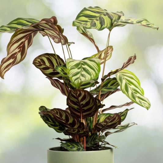 Calathea Peacock Plant 4" Pot - Vibrant Indoor Houseplant (Calathea makoyana) - Tropical Foliage, Easy Care Option
