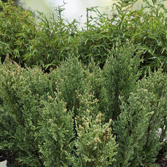 20 Live Murray Cypress Trees - Upright Evergreen Privacy Screen - Cupressus macrocarpa - Fast Growing Perennial