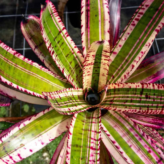Bromeliad Plant Neoregelia ‘Banshee’ - Colorful Tropical Indoor/Outdoor Decor, Low-Maintenance Foliage
