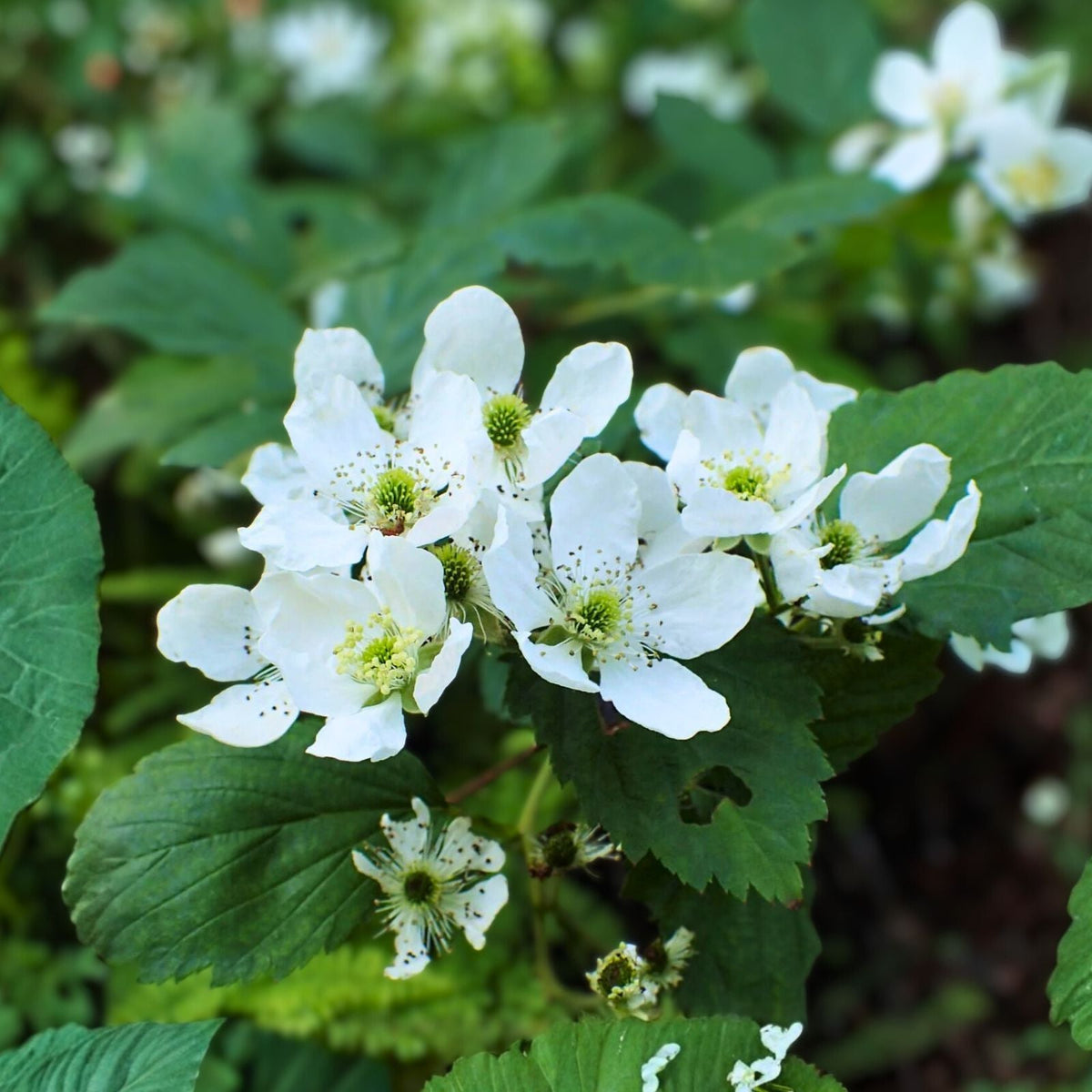 Allegheny Wild Blackberry Plants - Live Perennial Edible Transplants (5 Pack) - Rubus allegheniensis - Organic & Pesticide Free