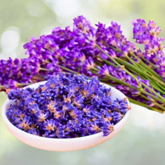 Dried Lavender Flowers Seeds - Munstead & Vera Perennial - Non-GMO - 200 Seeds - Medicinal Benefits - Lavandula