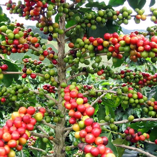 Coffee Plant - Arabica Variety - Coffea arabica - Healthy Indoor Plant for Home or Office - Ideal for Coffee Lovers