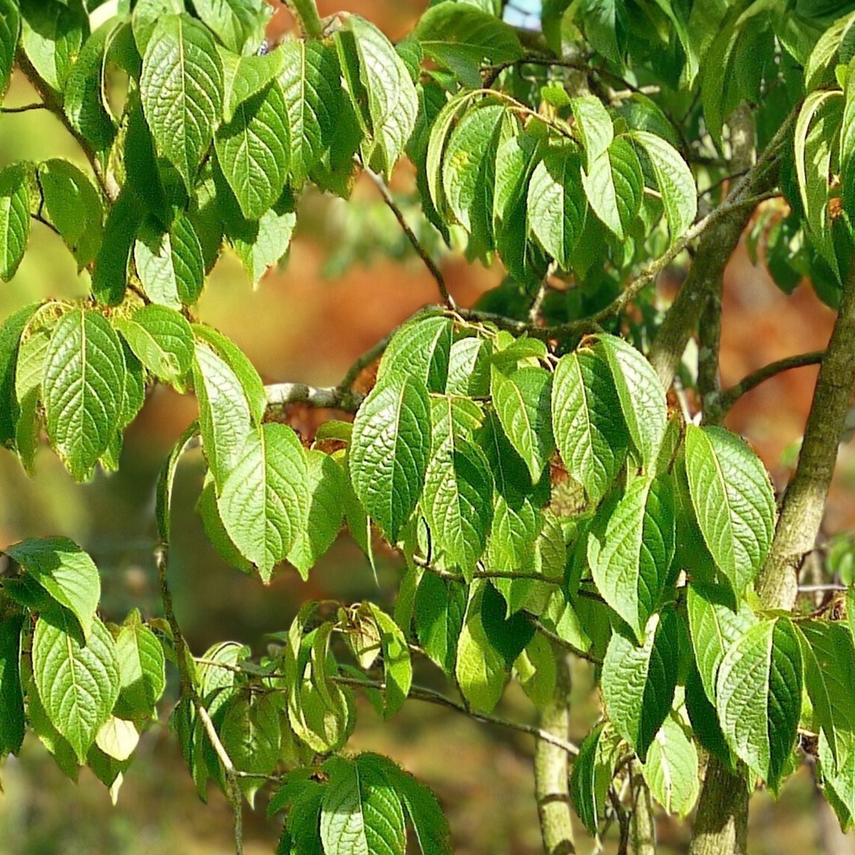 Hardy Rubber Tree Seeds 20 Pack Eucommia ulmoides for Planting, Drought Tolerant, Medicinal, Ornamental Gardening