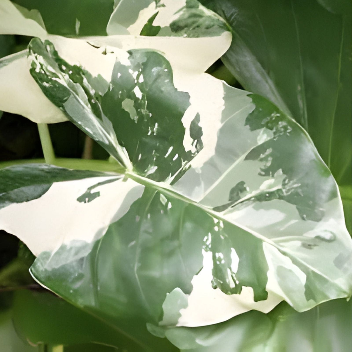 Alocasia Macrorrhiza Variegata 3 Gallon Plant - Variegated Giant Taro, Tropical Houseplant, Unique Foliage, Elephant Ears