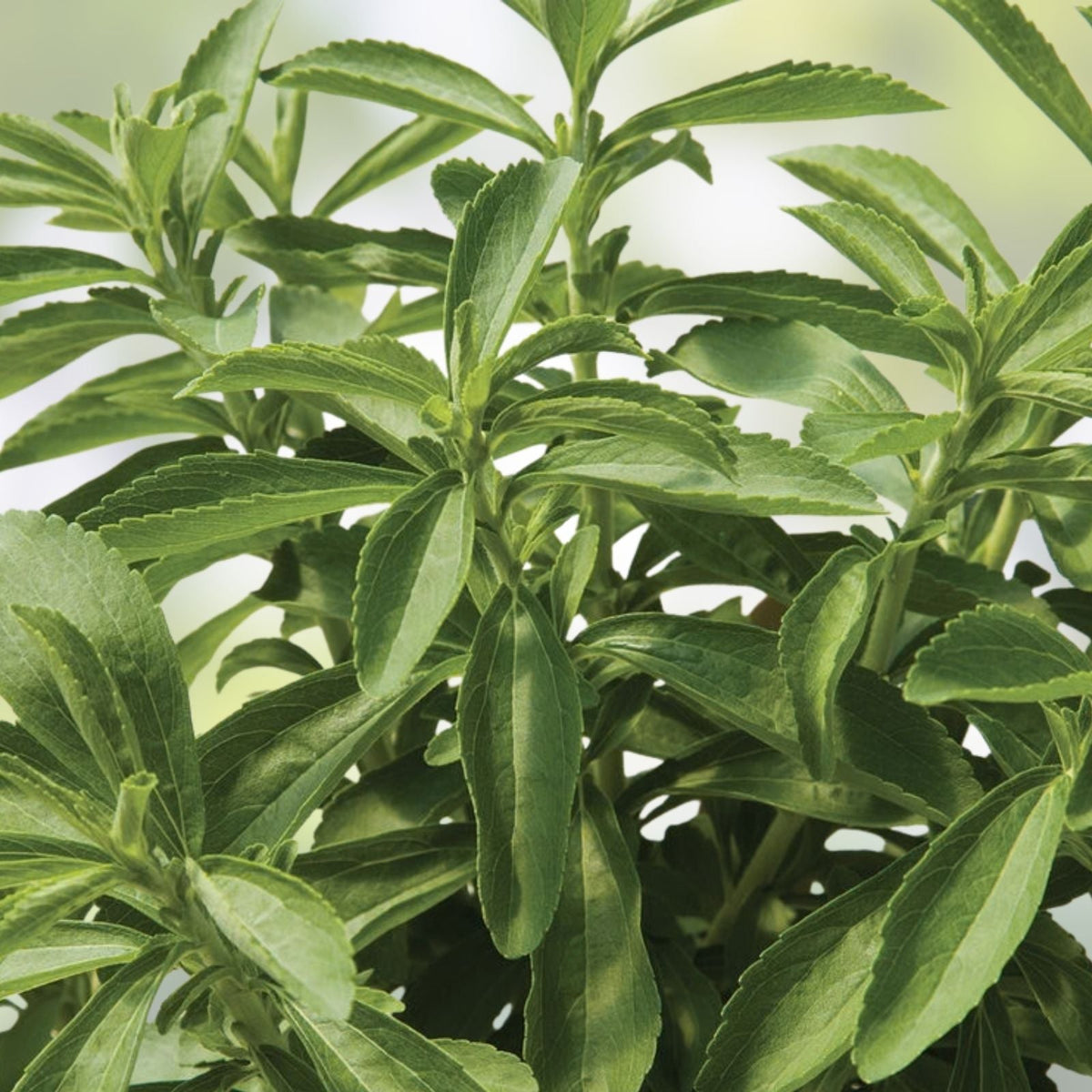 250 Stevia Sweetleaf Herb Seeds - Natural Stevia Rebaudiana Planting Seeds for Sweetener and Herb Gardening