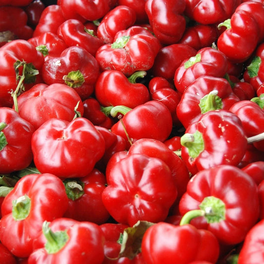Red Pimento Pepper Seeds 500 Count – Capsicum annuum Sweet Heirloom Variety for Garden Planting