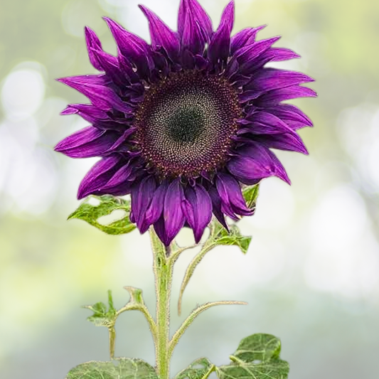 Rare Purple Sunflower Seeds - 50pcs Field ‘Violet Glow’ - Stunning Heirloom Variety - Helianthus annuus