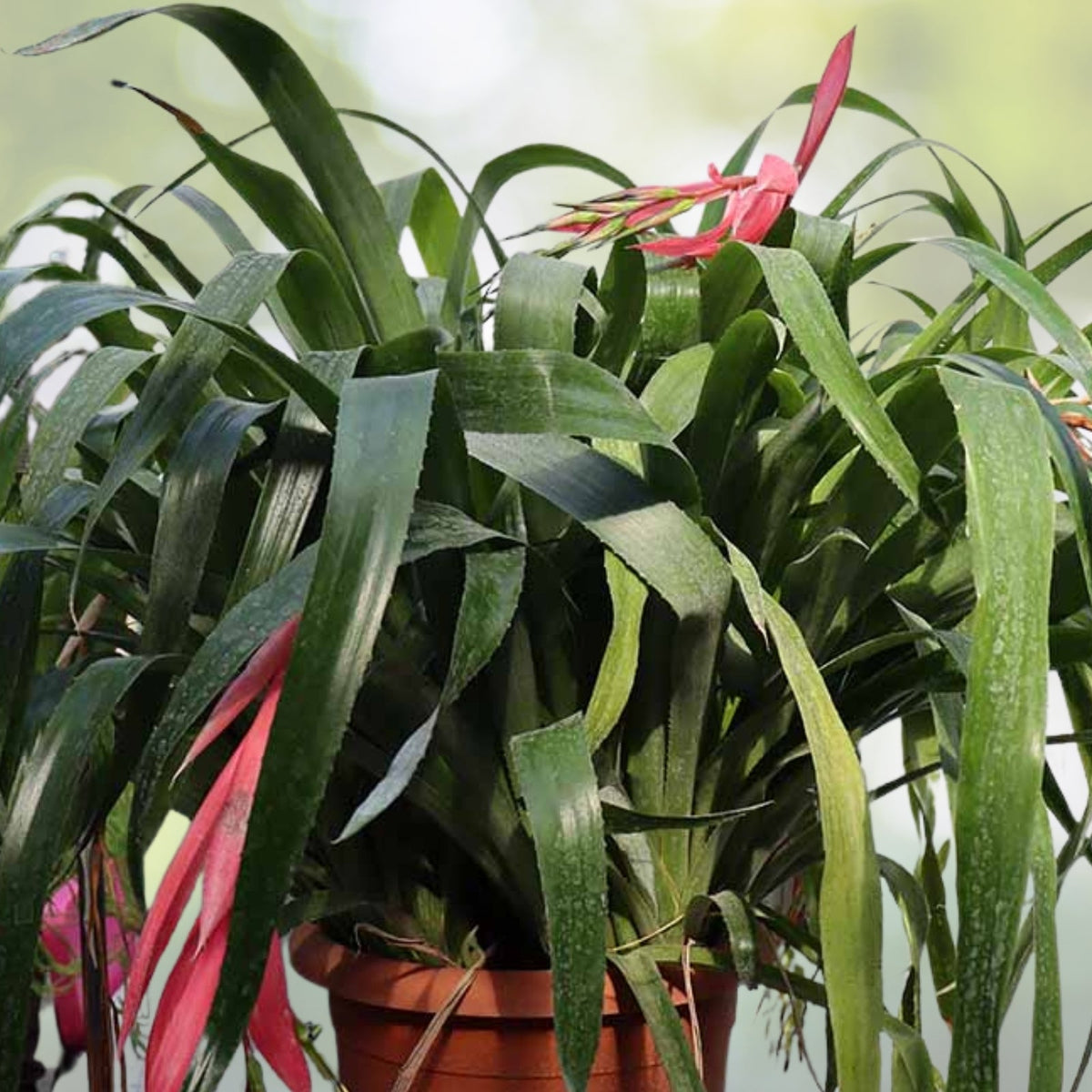 Queen's Tears Bromeliad Pup - Billbergia nutans - Hardy Indoor Plant with Colorful Flowers - Easy Care Houseplant