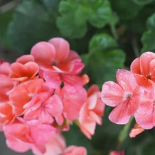 Orange Pink Pelargonium Zonal Geranium Live Plant Cuttings 4x6" - Geranium zonale