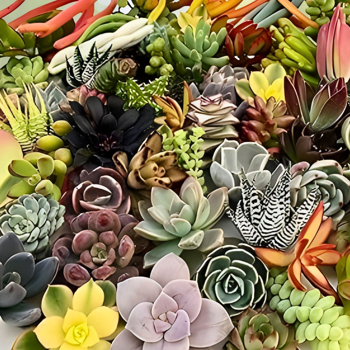 Mini Succulent Cuttings Set - Assorted Varieties for Terrariums & Fairy Gardens - 12 Plants Including 2 Free