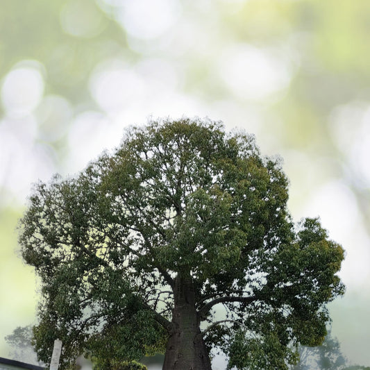 Queensland Bottle Tree - 4" Pot - Drought Tolerant - Brachychiton rupestris - Unique Swollen Trunk Plant