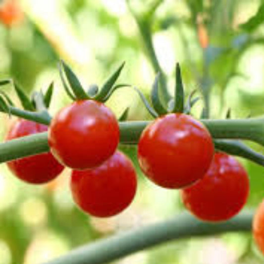 Tomato Seeds 50+ Count Organic Non-GMO Heirloom Campari Variety Lycopersicon esculentum