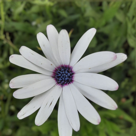 Blue Daisy Plants - 3 Inch Pot - Perennials - African Daisy (Osteospermum) - 5 to 6 Plants - Ideal for Gardens and Borders