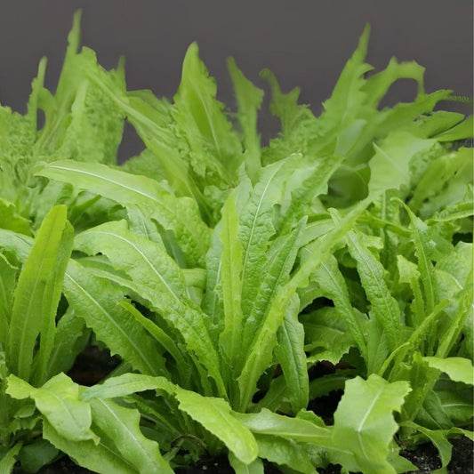Sword Leaf Lettuce Seeds - 200 Count - Lactuca Sativa - AA Choy for Planting