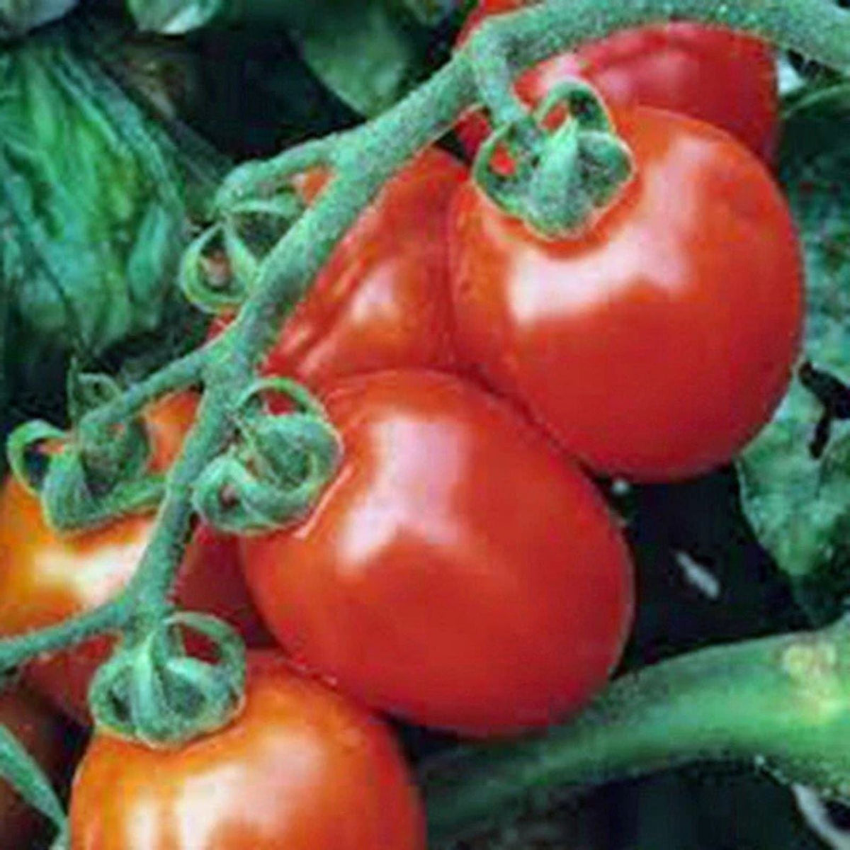 Assorted Cherry Tomato Seeds 100 Pack Organic Heirloom Non-GMO USA Grown Vegetable Seeds