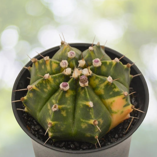 Gymnocalycium Mihanovichii Cactus 4in Pot Plant with White Flowers - Colorful Indoor Succulent Decor