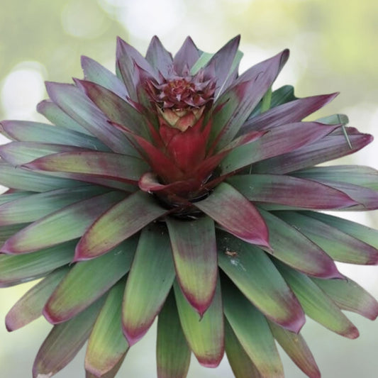 Bromeliad Plant 8" Pot Aechmea Zebrina 'Pink' Tropical Indoor Houseplant for Home Decor
