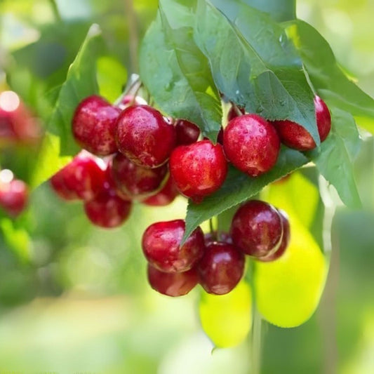 Sweet Cherry Tree Seeds - Prunus avium - Heirloom Variety for Planting