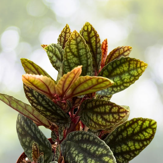 Rainbow Vine Plant 3" Pot | Pellionia Pulchra | Tropical Houseplant with Striking Patterned Leaves