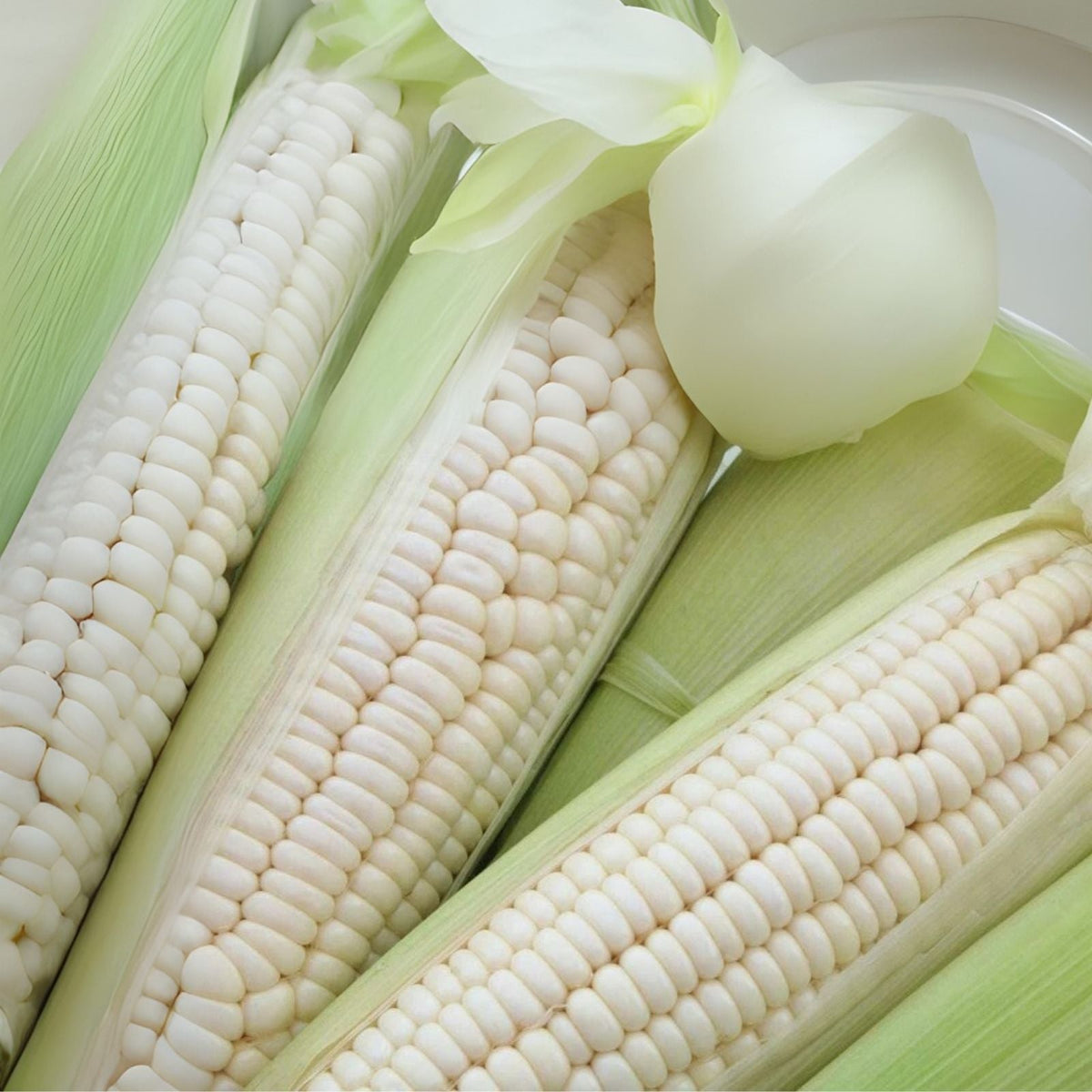 White Corn Seeds for Planting - 50 Count - Zea Mays - Non-GMO Heirloom