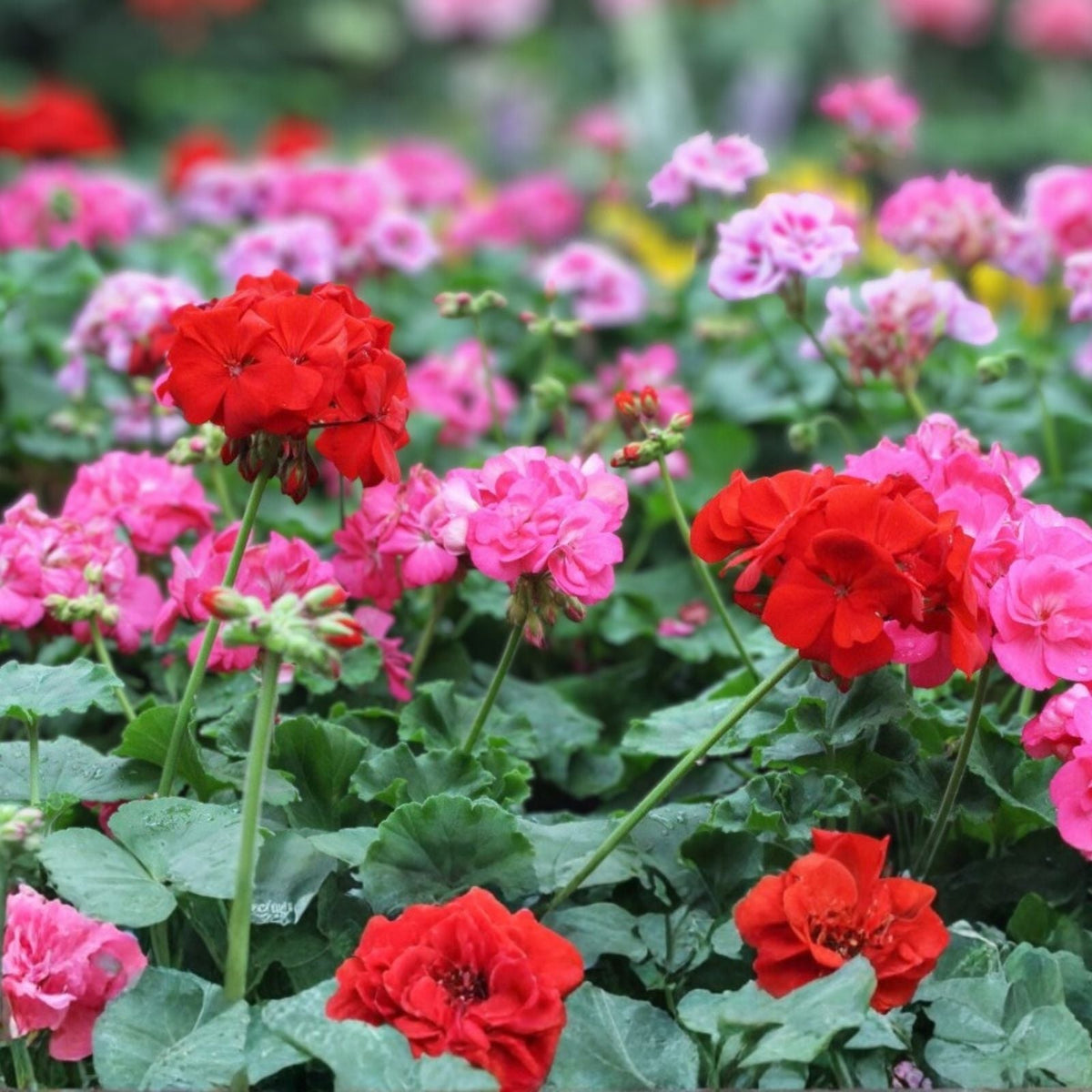 Geranium Seeds Packet 100 Fresh Non-GMO Fragrant Pelargonium spp. Garden Flower Seeds