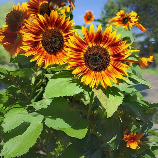 RattleFree Sunflower Seeds 50 Count | Heirloom Red Sun Sunflowers | Non-GMO | Helianthus annuus