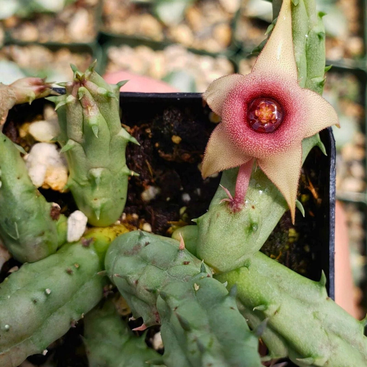 Unrooted Cuttings Huernia procumbens Succulent Plant | Starfish Flower Variety | Easy to Grow Succulent | Live Plant Cuttings