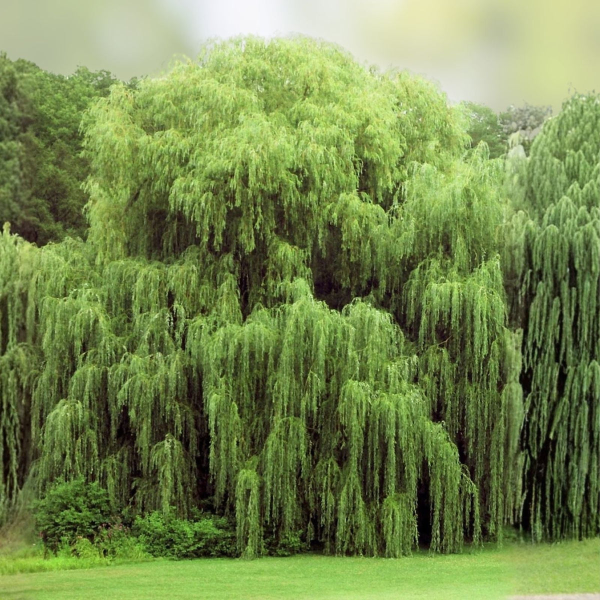 Weeping Willow Tree Cuttings - Fast Growing Salix babylonica with Arching Branches - Live Plant Propagation Material