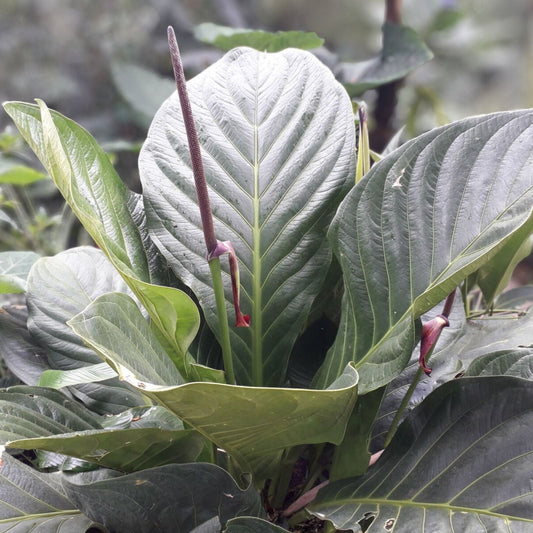 Anthurium Plant - Tropical Houseplant - Unique Leaf Characteristics - Anthurium Bonpand dii subsp. guayanum