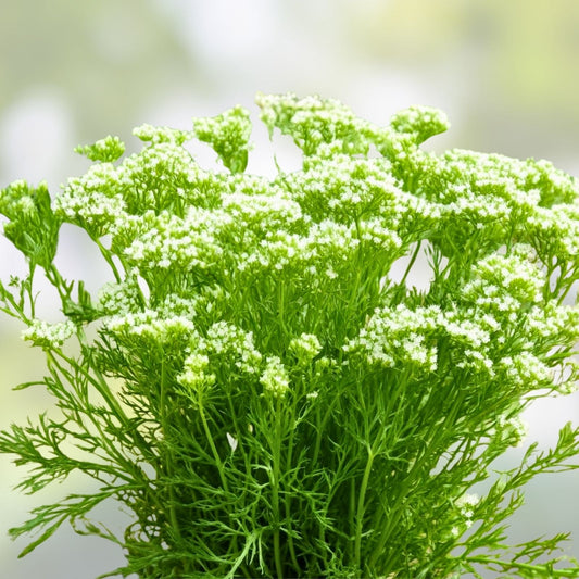 Caraway Herb Seeds - 20+ Seeds for Planting, Cooking, and Roots - Versatile Carum carvi Culinary Herb