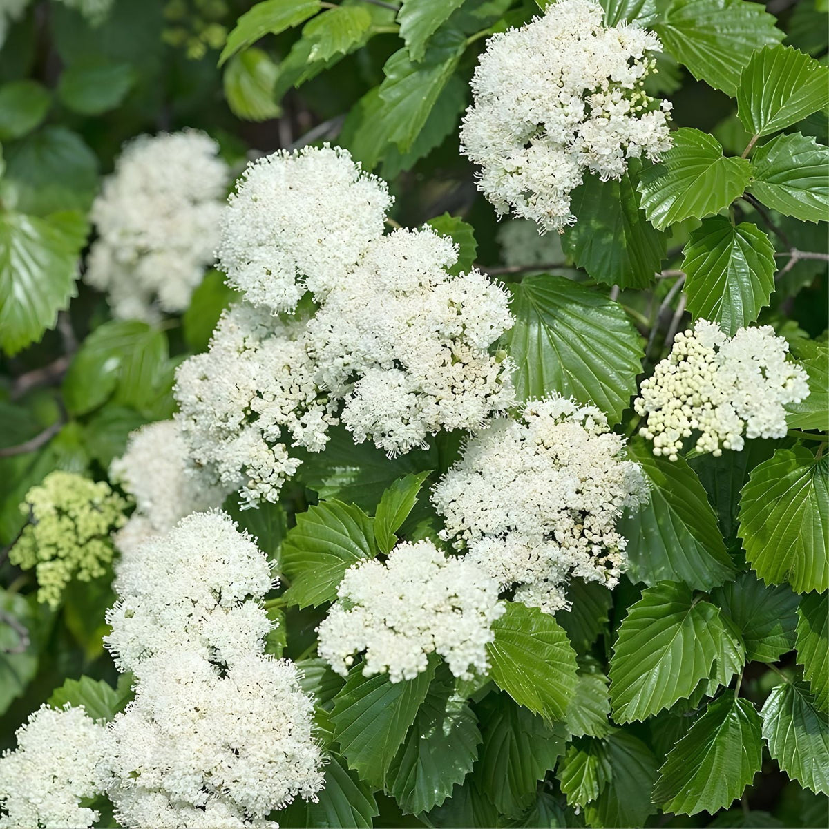 Arrowwood Viburnum Shrub Bare Root 8-12 Inches, Viburnum dentatum, Missouri Grown, Hardy Zones 5-9, Live Plant