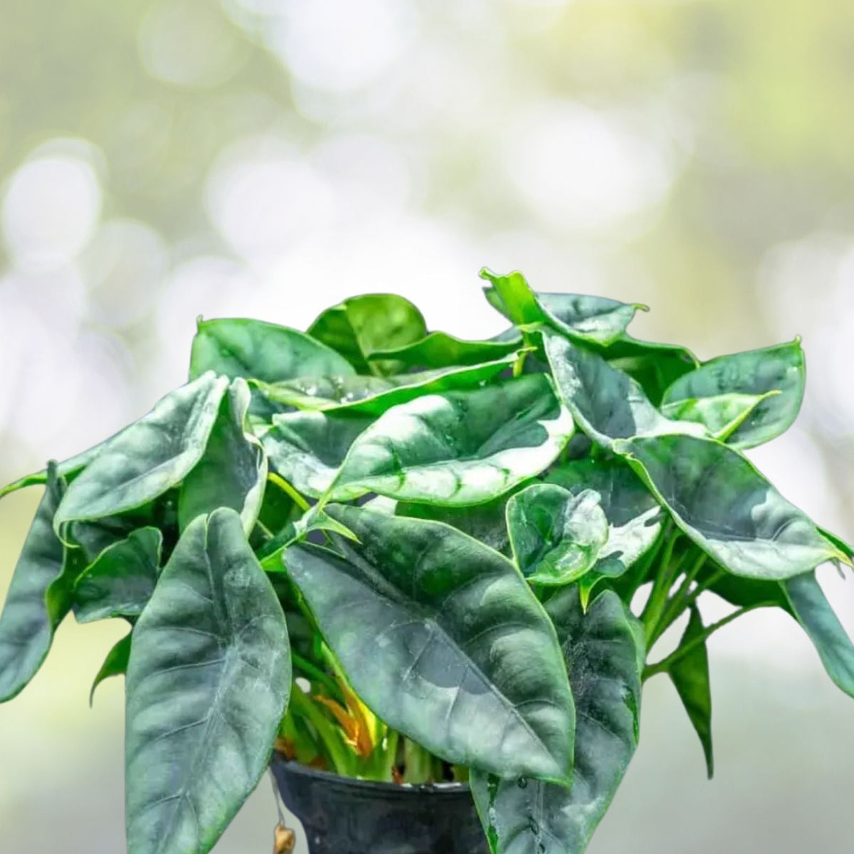Alocasia Reversa Plant 6" Pot - Dark Veining on Light Leaves - Alocasia reversa - Ideal Indoor Houseplant for Home Decor