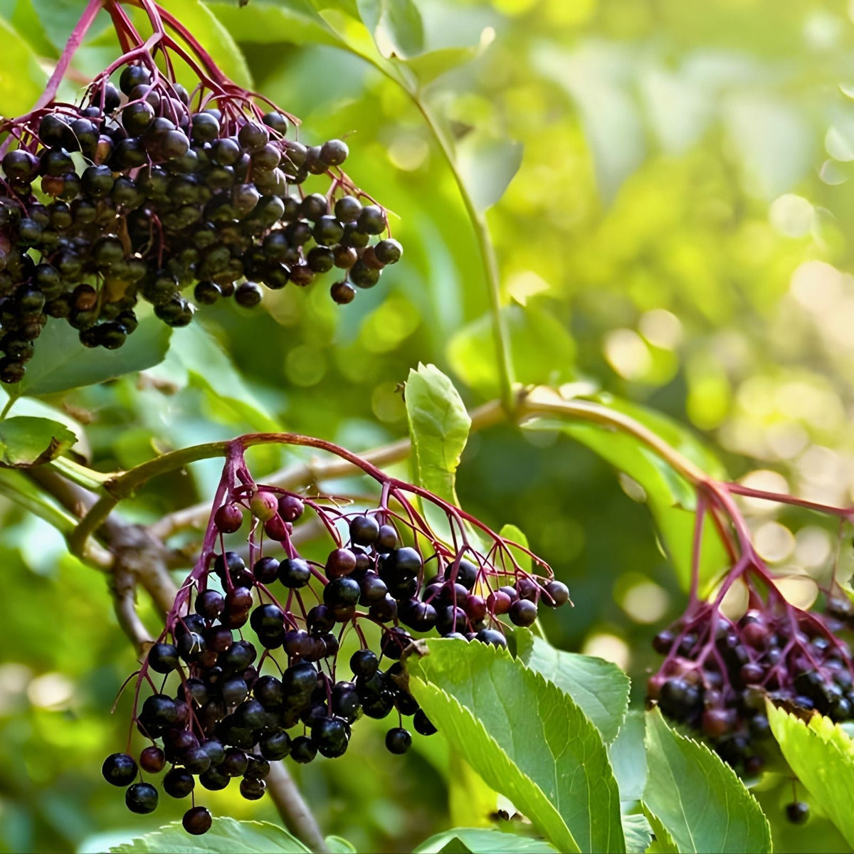 Elderberry Cuttings 5-Pack Unrooted Organic Sambucus Nigra Plant Cuttings for Gardening and Propagation