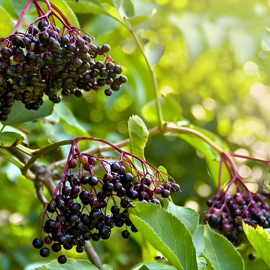 Elderberry Cuttings 5-Pack Unrooted Organic Sambucus Nigra Plant Cuttings for Gardening and Propagation