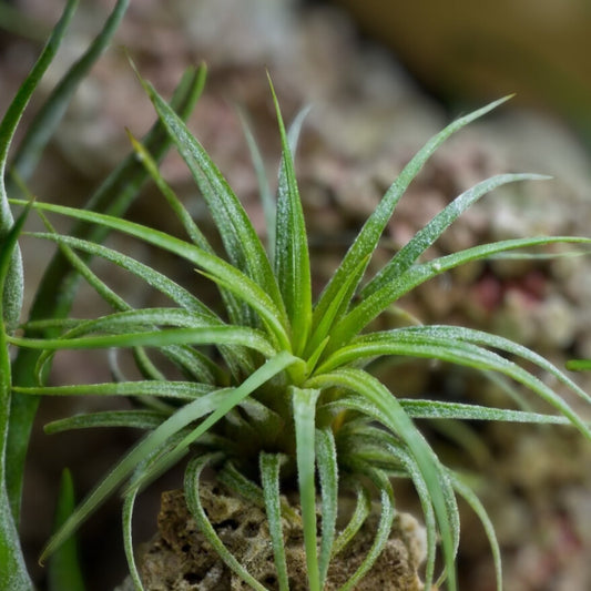Tillandsia abdita Air Plant - Unique Variety, Healthy & Disease-Free - Ideal for Home Decor, Care Instructions Included
