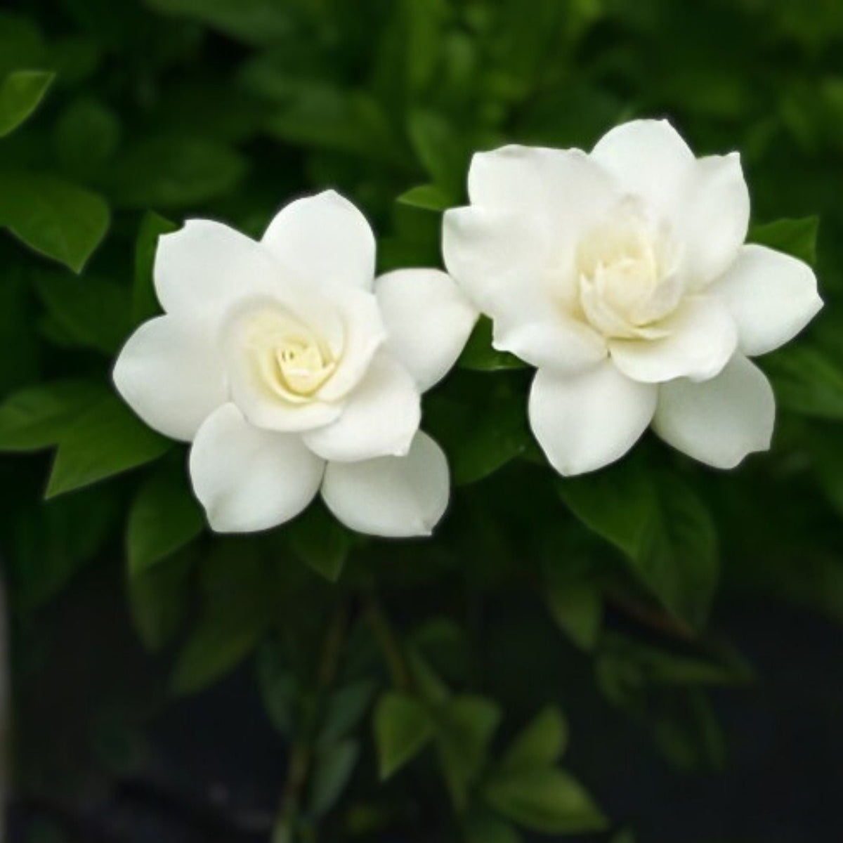 Unrooted Gardenia Cuttings Southern Heirloom Gardenia Bush True Southern Variety Gardenia jasminoides
