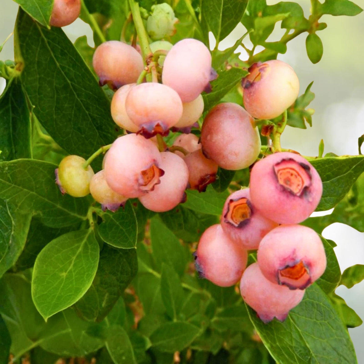 Pink Popcorn® Blueberry Starter Plant Plug - Compact Bush - Edible Landscape Accent - Vaccinium corymbosum - Pink Berries