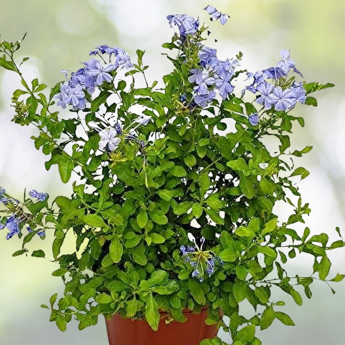 Blue Plumbago Plant - 1 Gal Live Sky Flower - Vibrant Blue Blooms - Plumbago auriculata - Attracts Butterflies for Garden