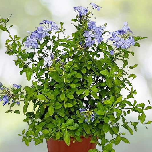 Blue Plumbago Plant - 1 Gal Live Sky Flower - Vibrant Blue Blooms - Plumbago auriculata - Attracts Butterflies for Garden