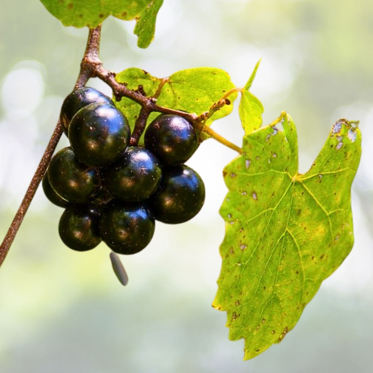 Heirloom Muscadine Grape Vines - 2-Year-Old Live Plants, Vitis Rotundifolia, Bare Root, USA Seller