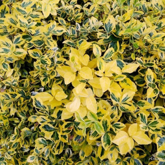 Blonde Variegated Winter Creeper Cuttings Set of 12 Euonymus fortunei Perennial Ground Cover and Vine