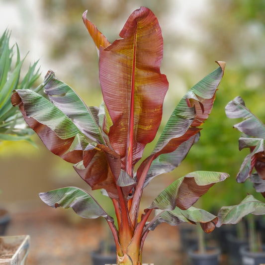 Red Banana Plant 10" Pot - Musa Red Abyssinian, Ensete maurelii - Tropical Ornamental with Colorful Foliage