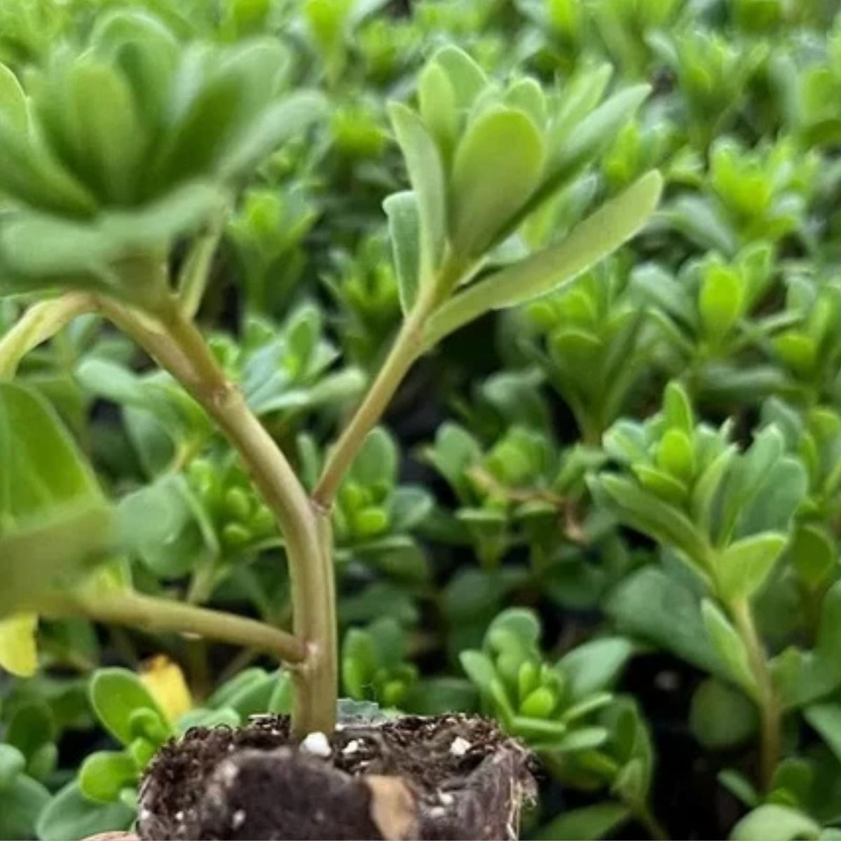 Portulaca Seaglass Double Pink Live Starter Plant 4 6" Succulent Vibrant Ground Cover Portulaca oleracea