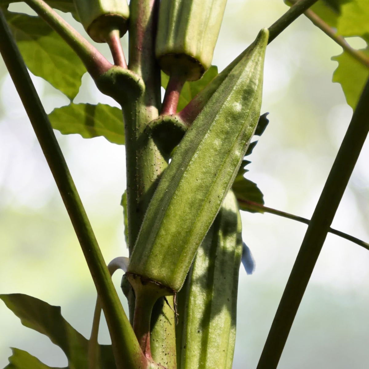 Clemson Spineless Okra Seeds | Non-GMO Heirloom | Organic Vegetable Gardening | Abelmoschus esculentus